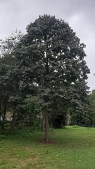 Diospyros virginiana