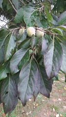 Diospyros virginiana