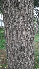 Diospyros virginiana