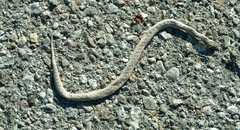 Hypsiglena chlorophaea