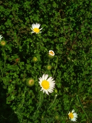 Xanthisma gymnocephalum