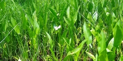 Sagittaria macrophylla