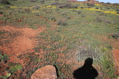 Pauridia serrata albiflora