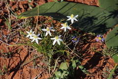 Pauridia serrata albiflora
