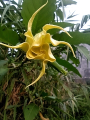 Brugmansia