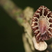 Aristolochia goudotii - Photo (c) ramon_d, algunos derechos reservados (CC BY-NC), subido por ramon_d