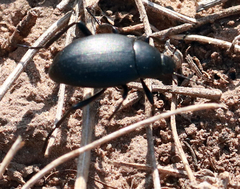 Eleodes fusiformis