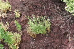 Perityle socorrosensis