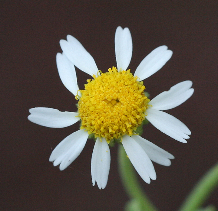 Perityle socorrosensis