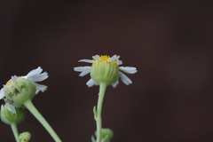 Perityle socorrosensis