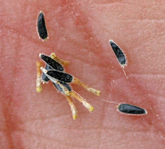 Perityle socorrosensis