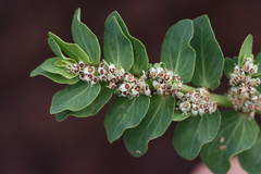 Euphorbia anthonyi