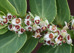 Euphorbia anthonyi