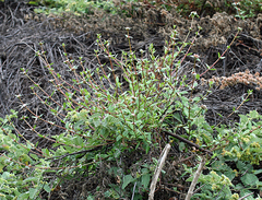 Spermacoce nesiotica