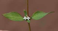 Spermacoce nesiotica