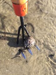 Molgula occidentalis