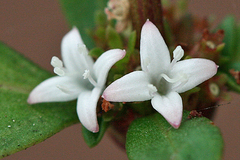 Spermacoce nesiotica