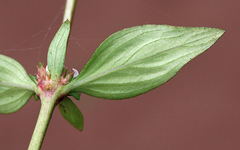 Spermacoce nesiotica