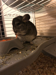 Chinchilla