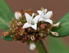 Spermacoce nesiotica