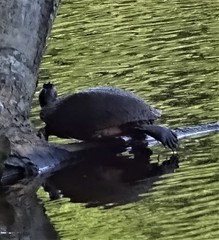 Pseudemys rubriventris