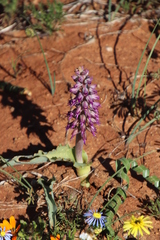 Lachenalia violacea