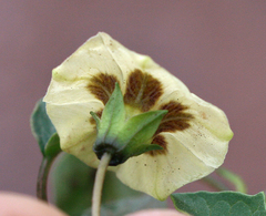 Physalis cordata