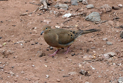 Zenaida macroura clarionensis