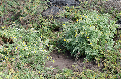 Perityle socorrosensis