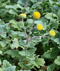 Perityle socorrosensis