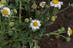 Perityle socorrosensis