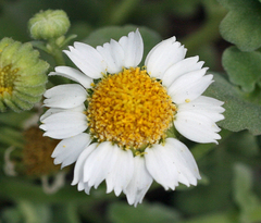 Perityle socorrosensis