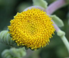 Perityle socorrosensis