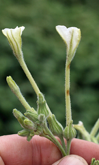 Nicotiana stocktonii