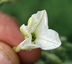 Nicotiana stocktonii