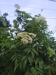 Sambucus