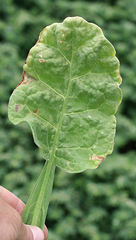 Nicotiana stocktonii