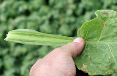Nicotiana stocktonii
