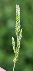 Eriochloa acuminata