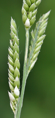 Eriochloa acuminata