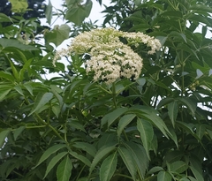 Sambucus