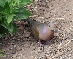 Zenaida macroura clarionensis