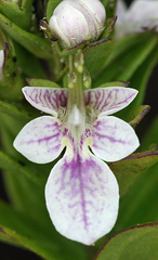 Teucrium townsendii