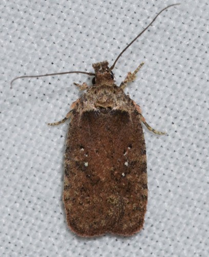 Clemens' Agonopterix photo 5
