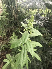 Petiveria alliacea