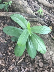 Petiveria alliacea