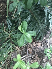 Petiveria alliacea
