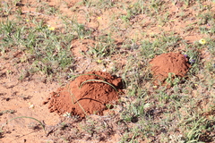 Cryptomys hottentotus