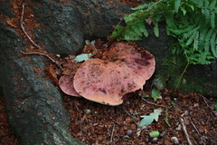 Fistulina hepatica