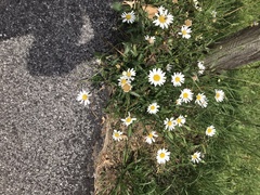 Leucanthemum halleri